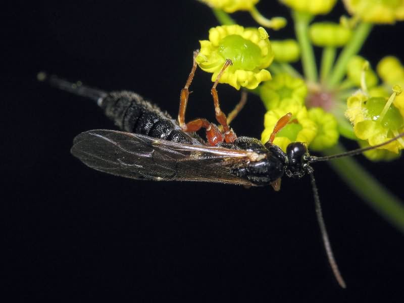 Apechthis compunctor (Linnaeus, 1758)